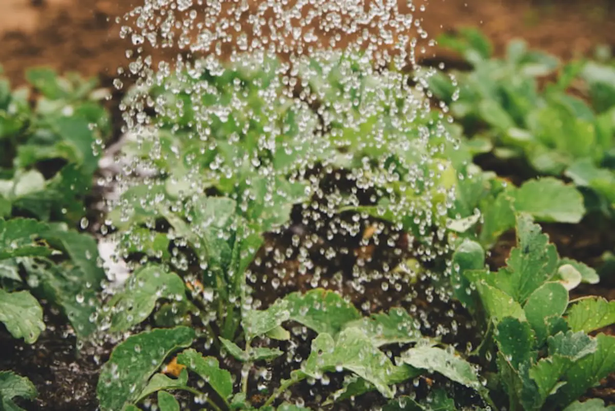 regando uma planta