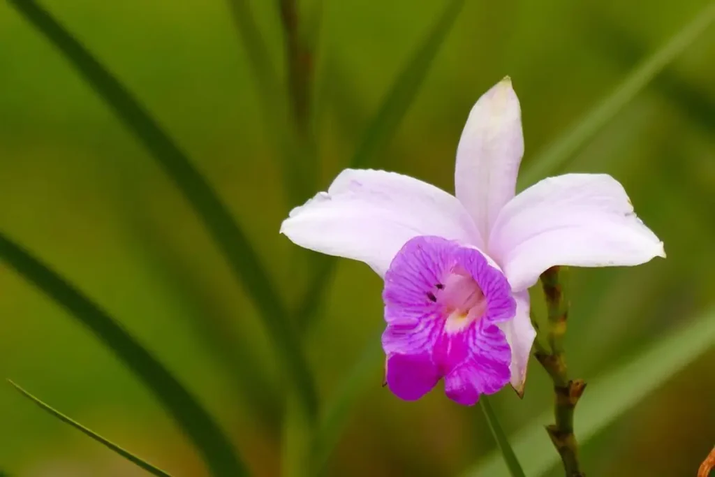 Orquídea-bambu