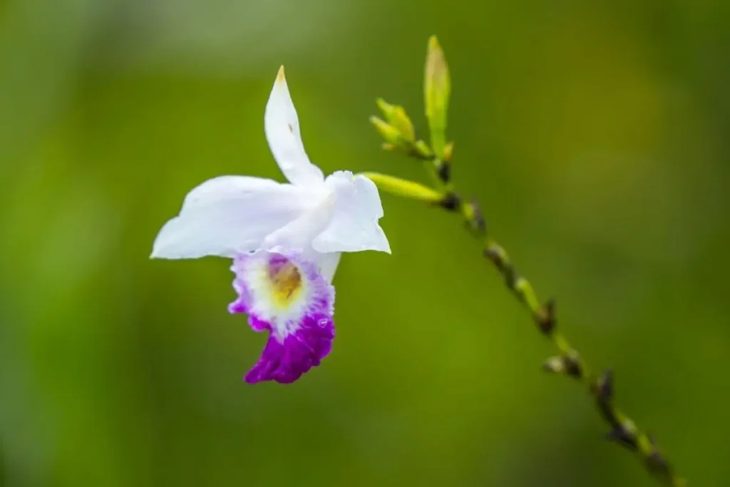 Orquídea-bambu