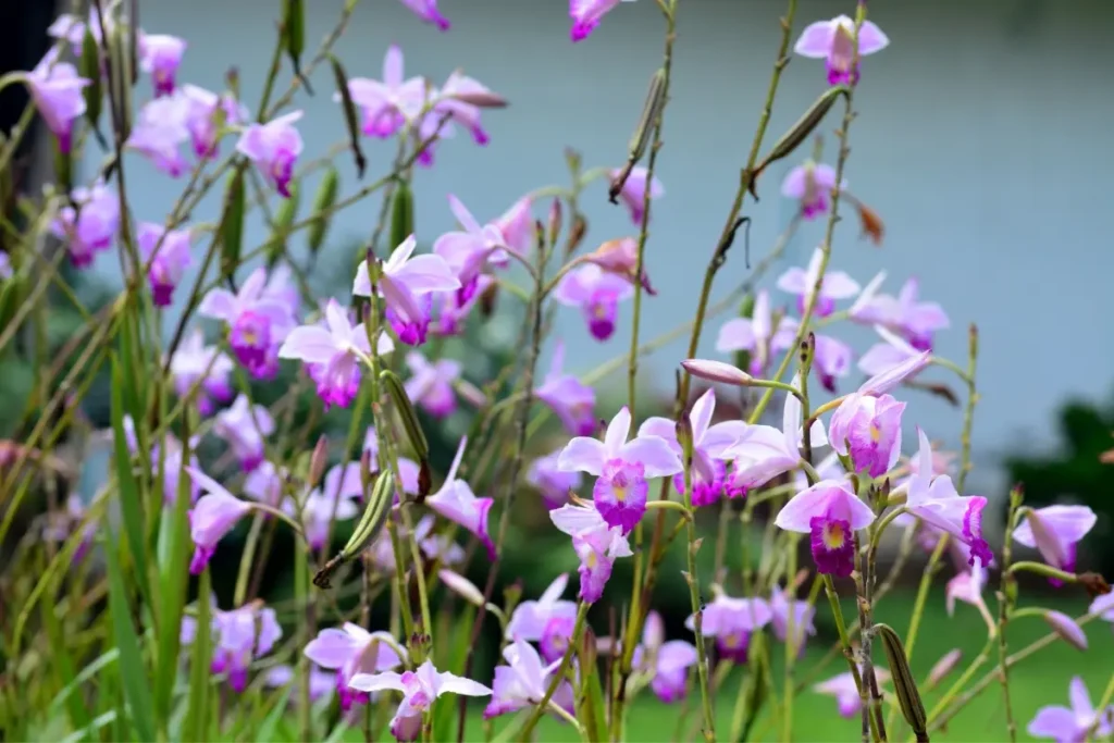 Orquídeas bambu rosa e pink