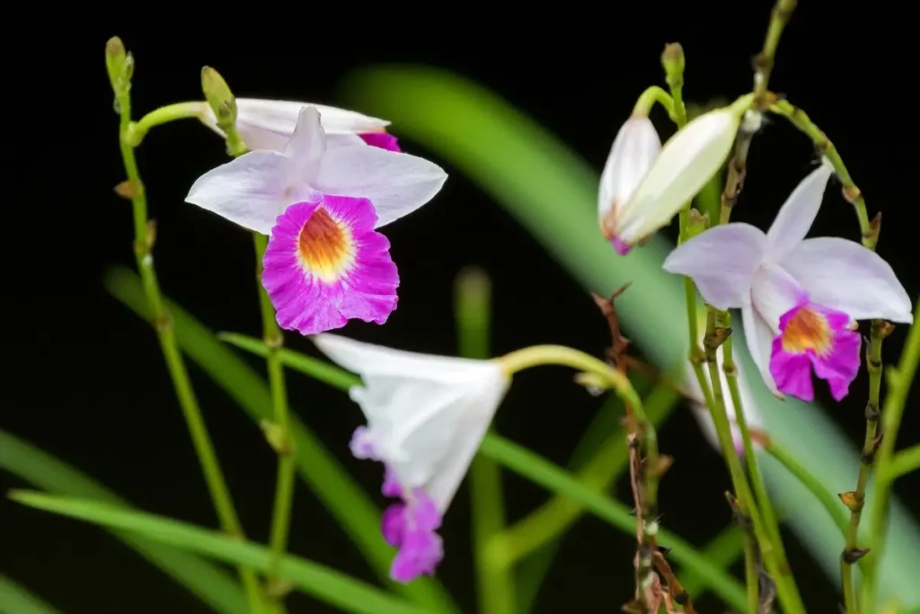 Orquídea-bambu