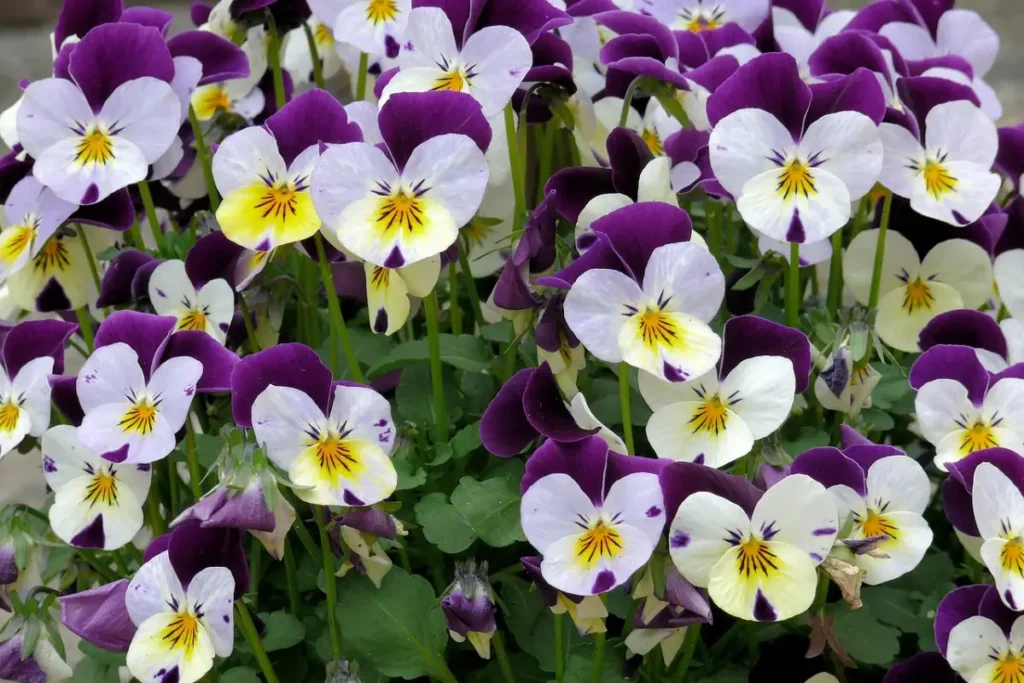 flores de violetas