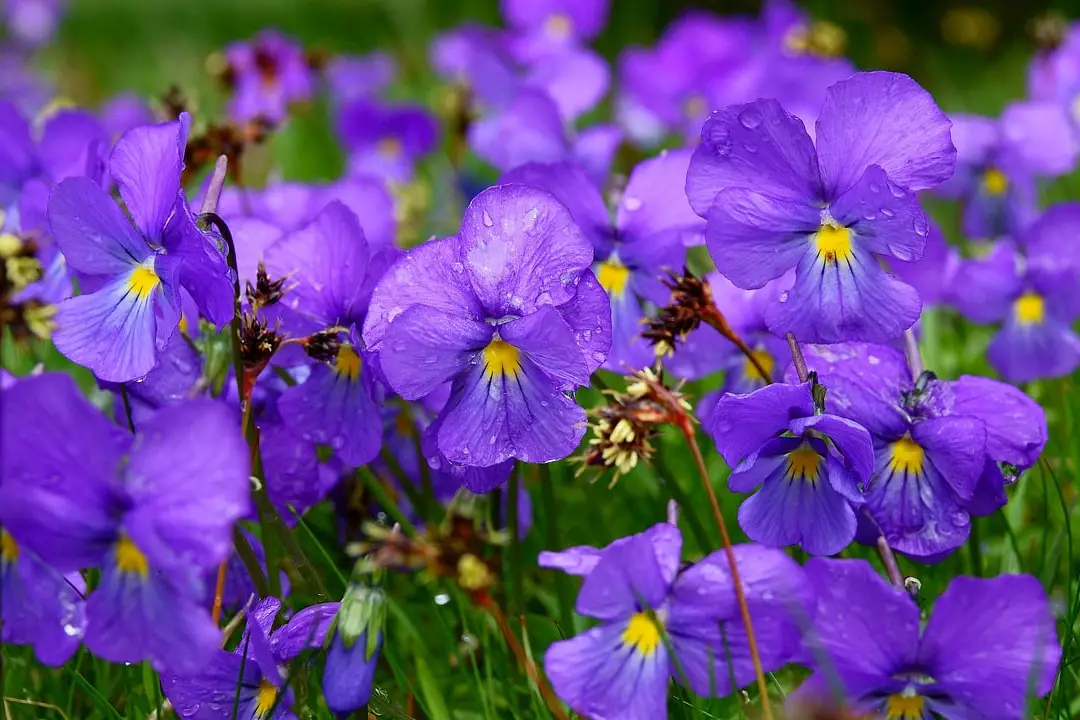 flores de violetas