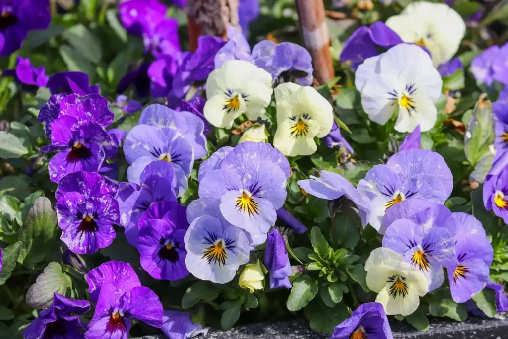 flores de violetas