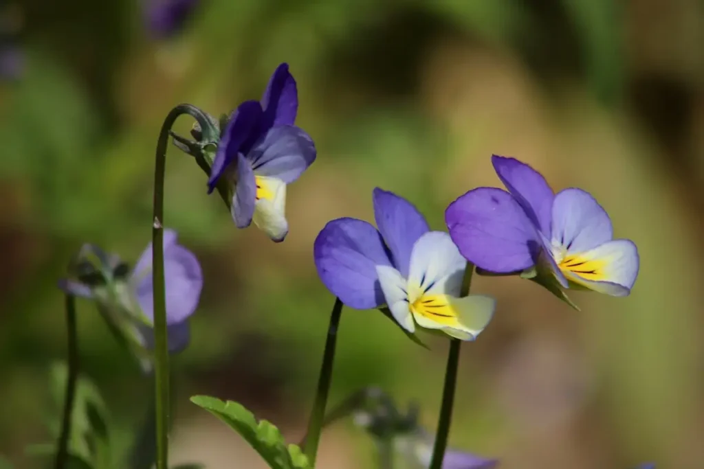 flores de violetas