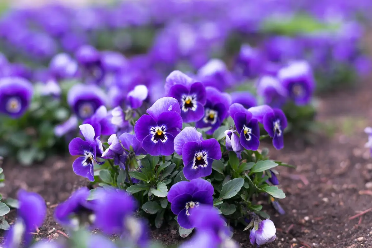 flores de violetas