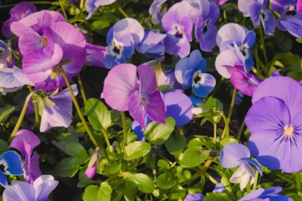 flores de violetas