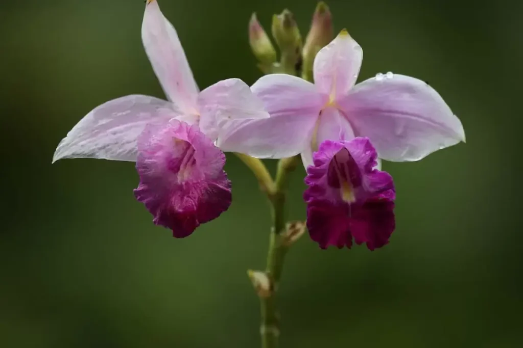 Orquídea-bambu