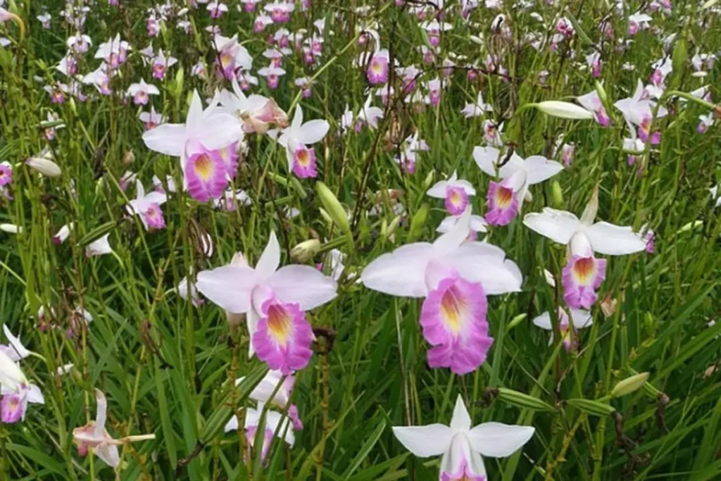 Orquídea-bambu