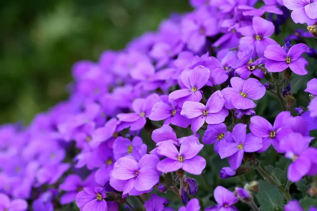 flores de violetas