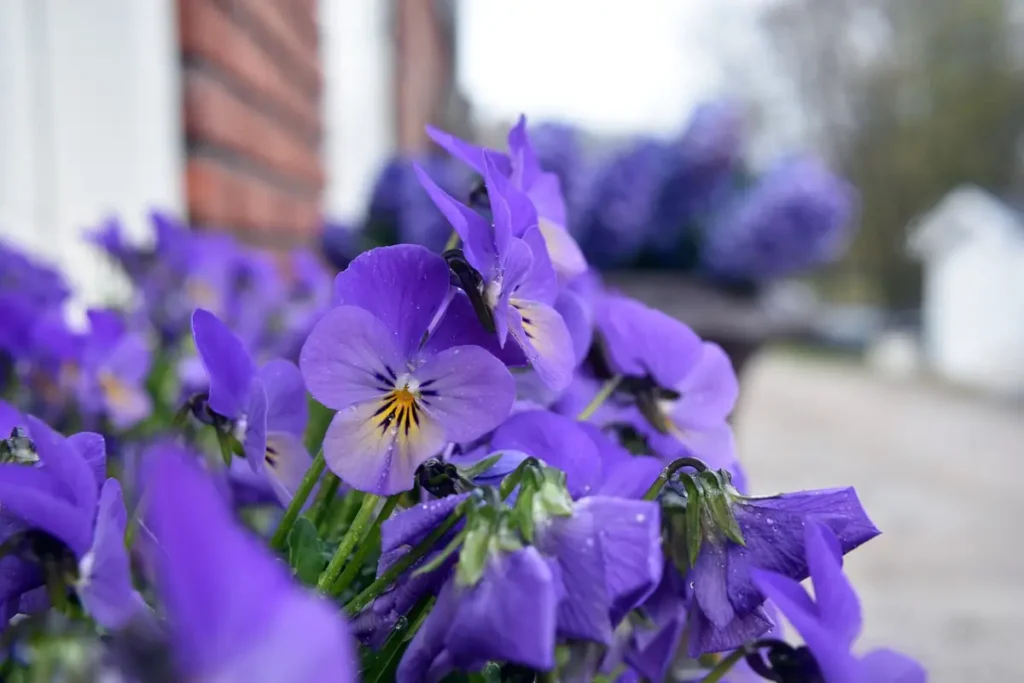 flores de violetas