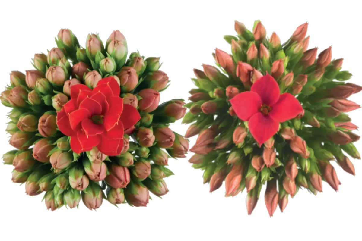 Calandiva e Kalanchoe diferença