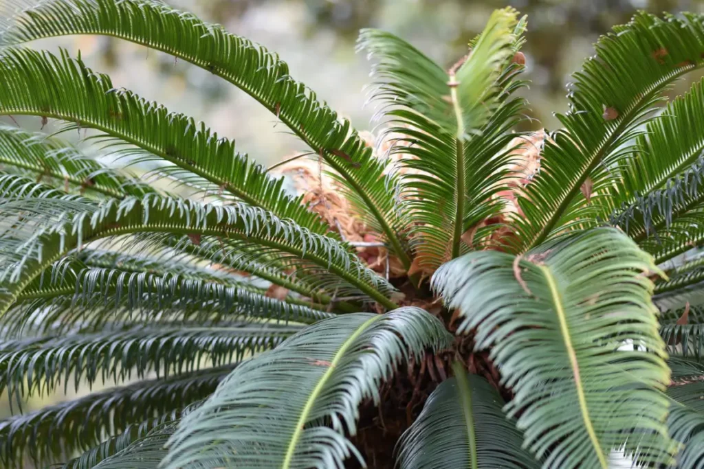 Cycas revoluta na mata