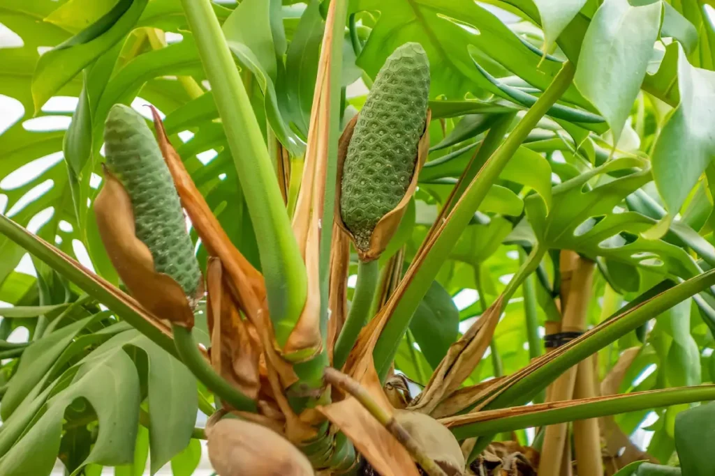 Frutos da costela de adão