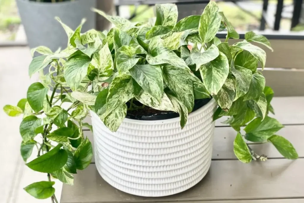 Jibóia Marble Queen