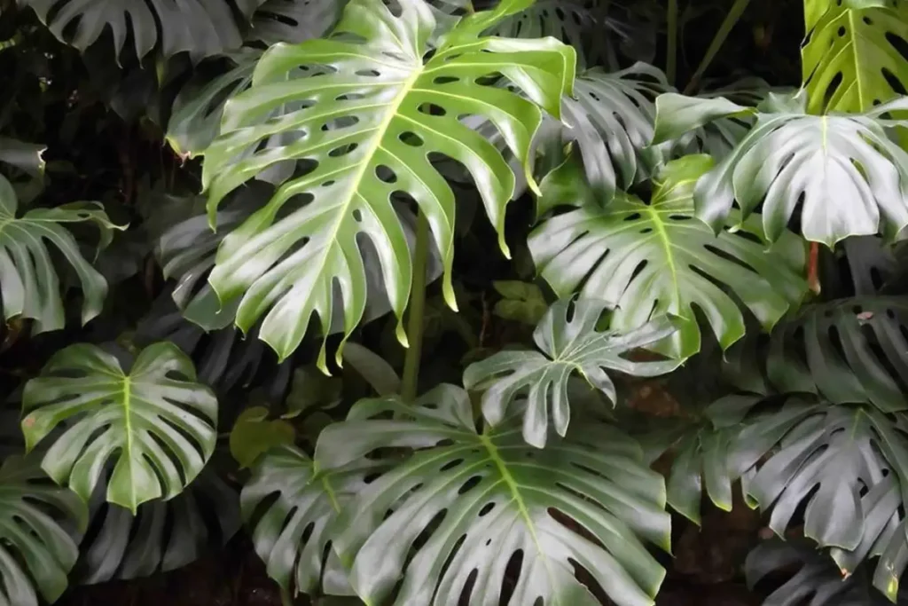 Monstera deliciosa