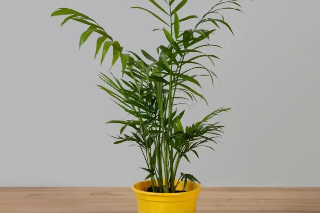 Planta Palmeira Chameadora Elegans em vaso amarelo com a parede branca