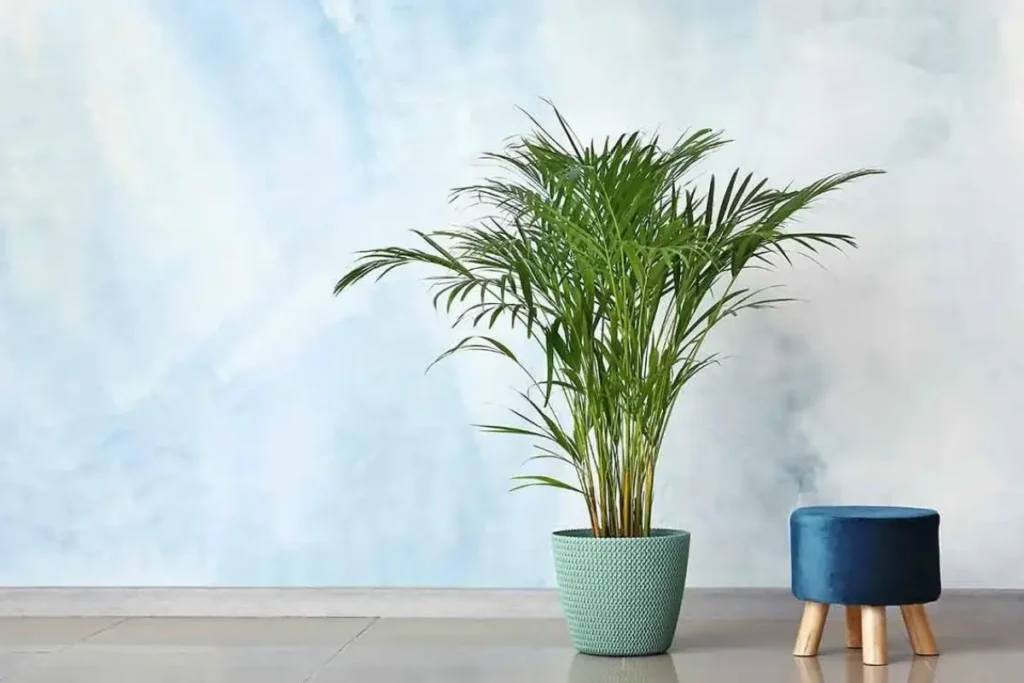 Planta Palmeira Chameadora Elegans em vaso azul claro com fundo de céu