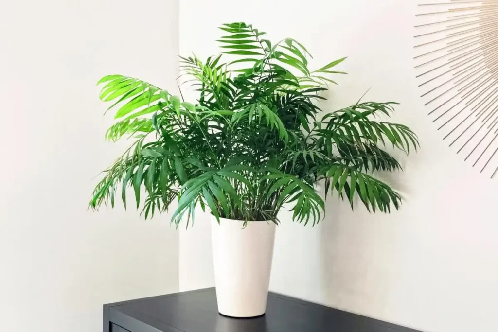 Planta Palmeira Chameadora Elegans em vaso branco sobre mesa preta