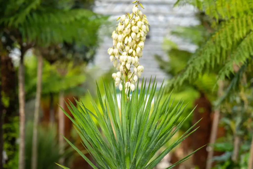 Yucca florida