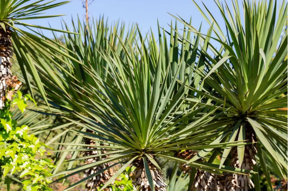 Yucca gloriosa plantada no solo