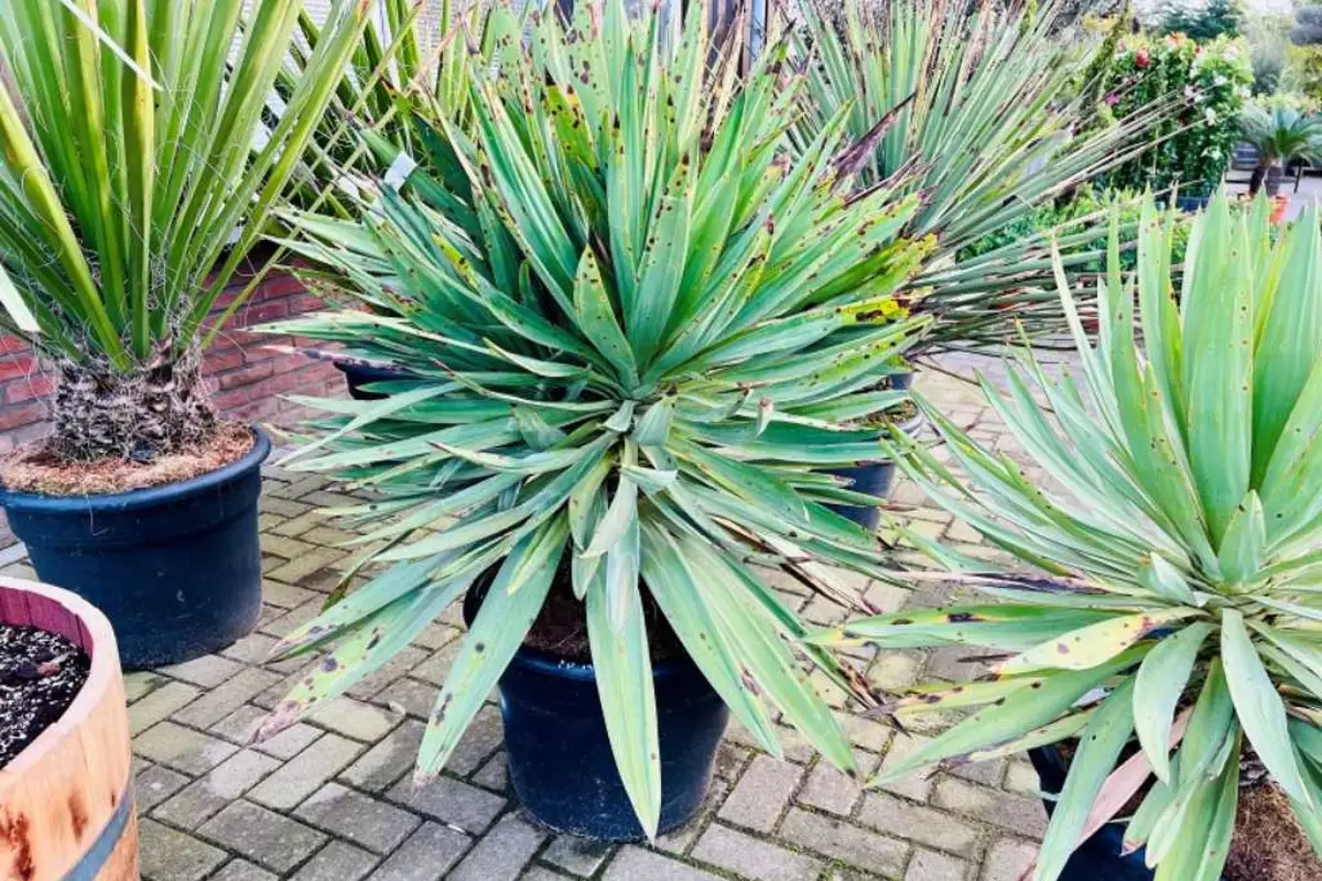 yucca gloriosa no vaso