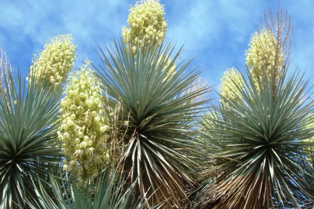 Yuccas floridas