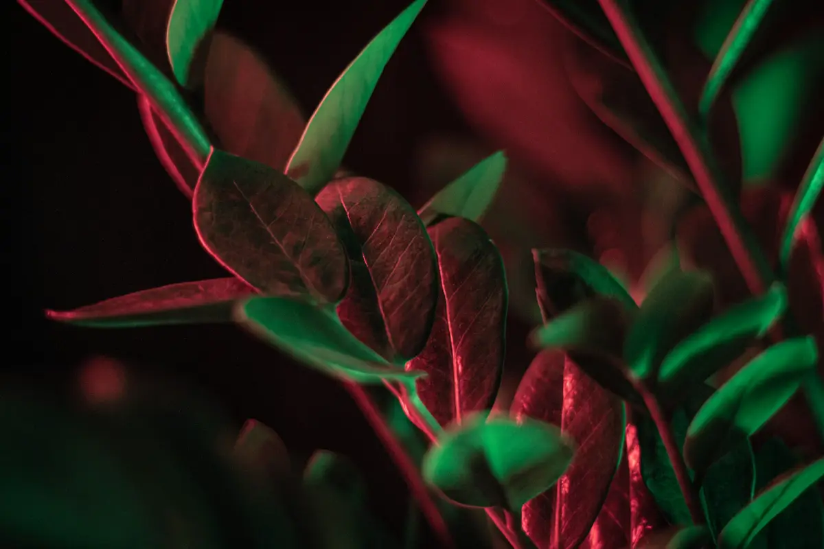 Zamioculca com iluminação vermelha