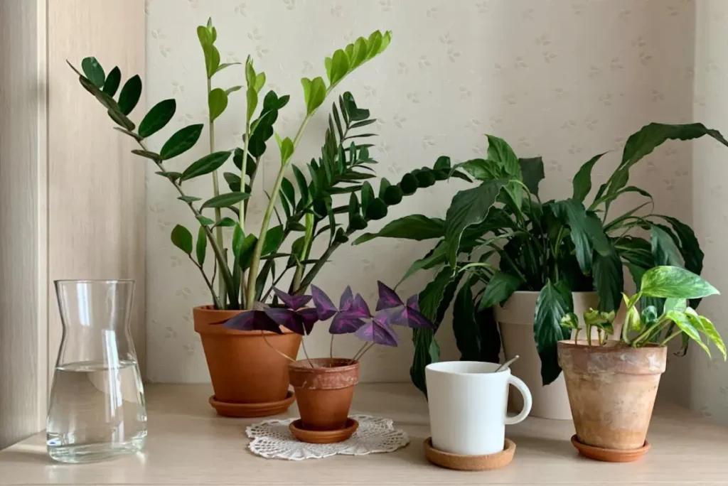 Zamioculcas e outras plantas tomando solzinho