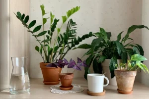 Zamioculcas e outras plantas tomando solzinho