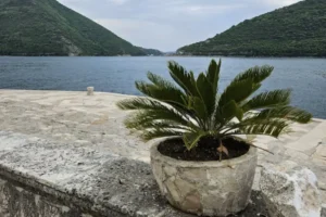 cycas no vaso de frente ao mar