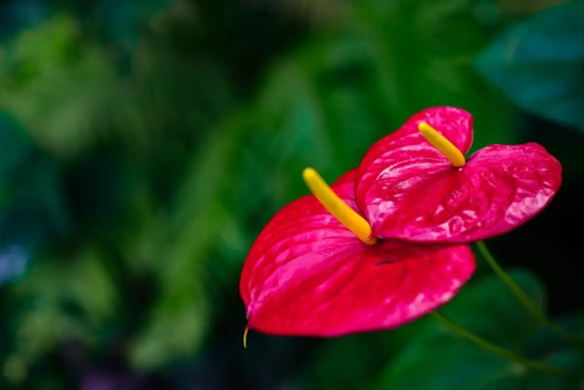 duas flores de Antúrios