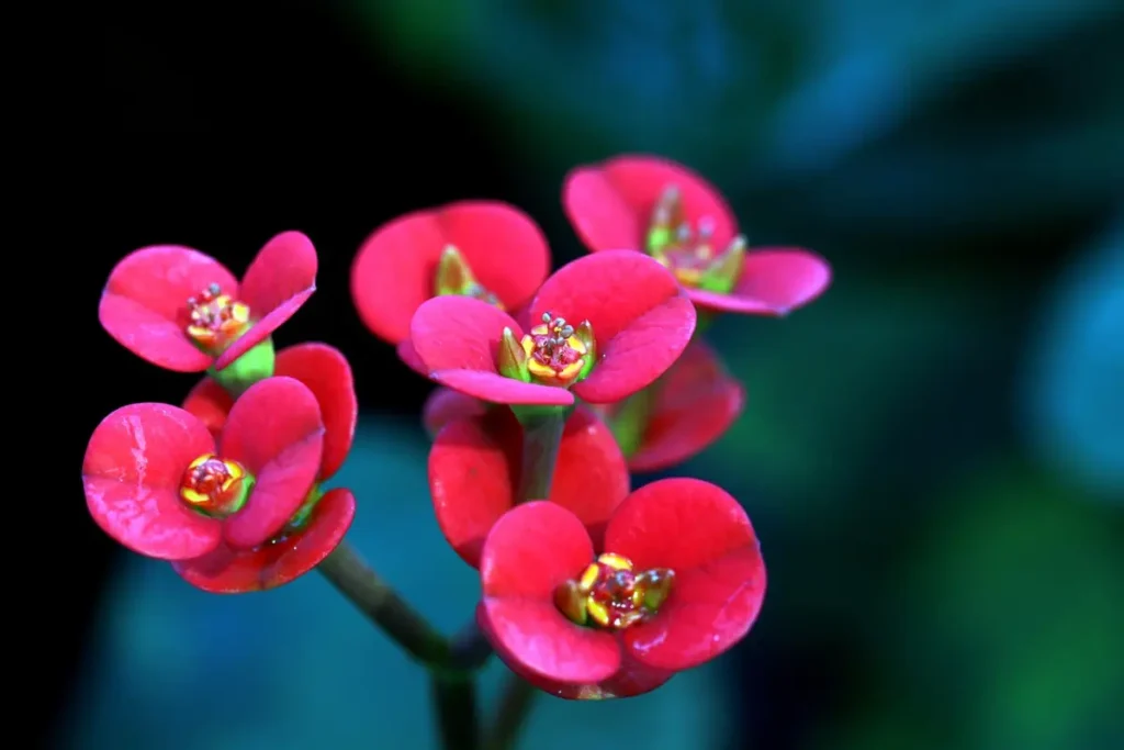 flor da Coroa de Cristo