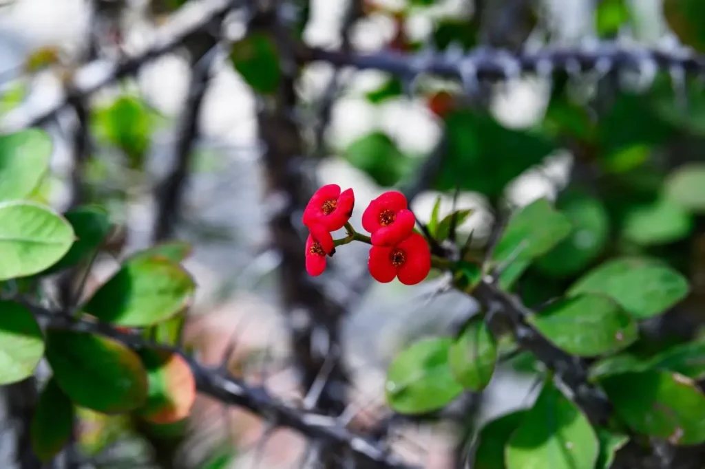 flor da Coroa de Cristo vermelha