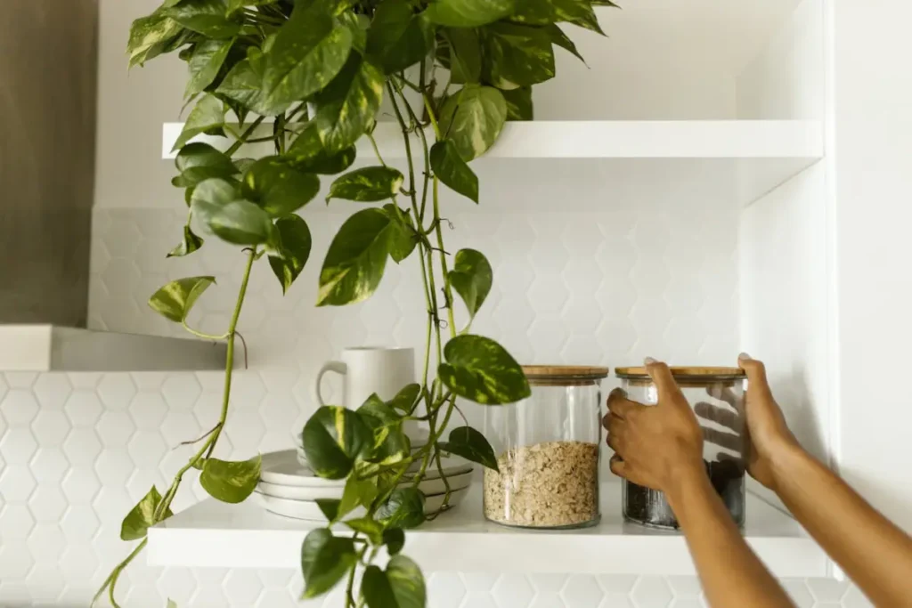 jibóia na cozinha como decoração