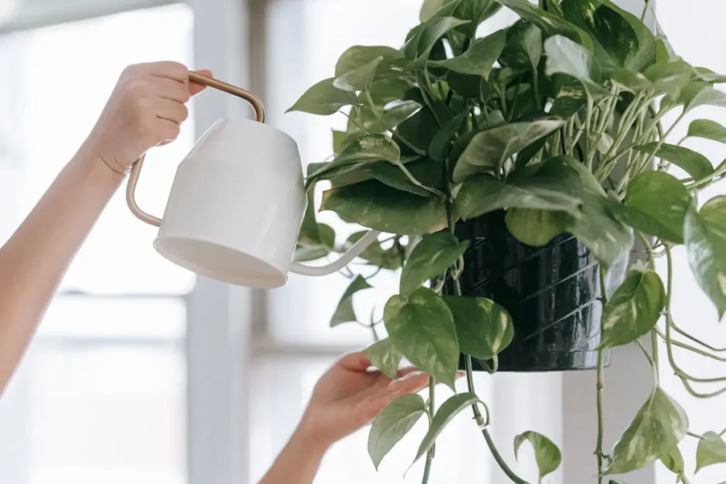 mulher molhando jibóia em vaso preto