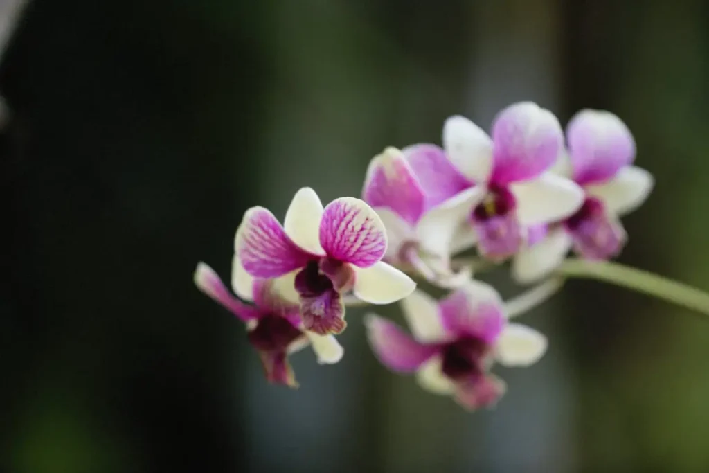 Orquídea Dendrobium branca e rosa