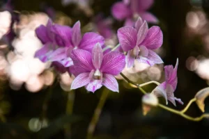 Orquídea Dendrobium rosa e branca