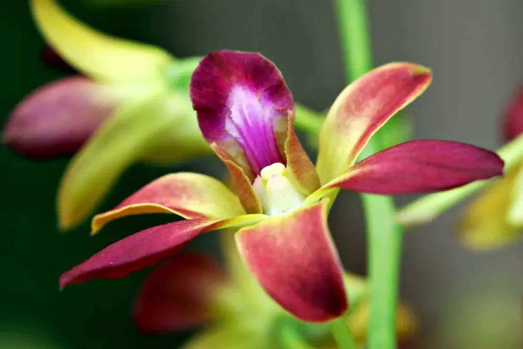 Orquídea Dendrobium tropical