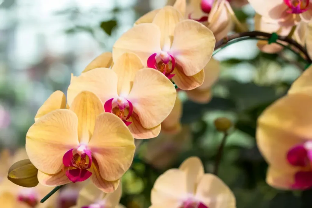 Orquídea Dendrobium rosa e branco