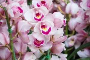 Orquídea Dendrobium branca e rosa