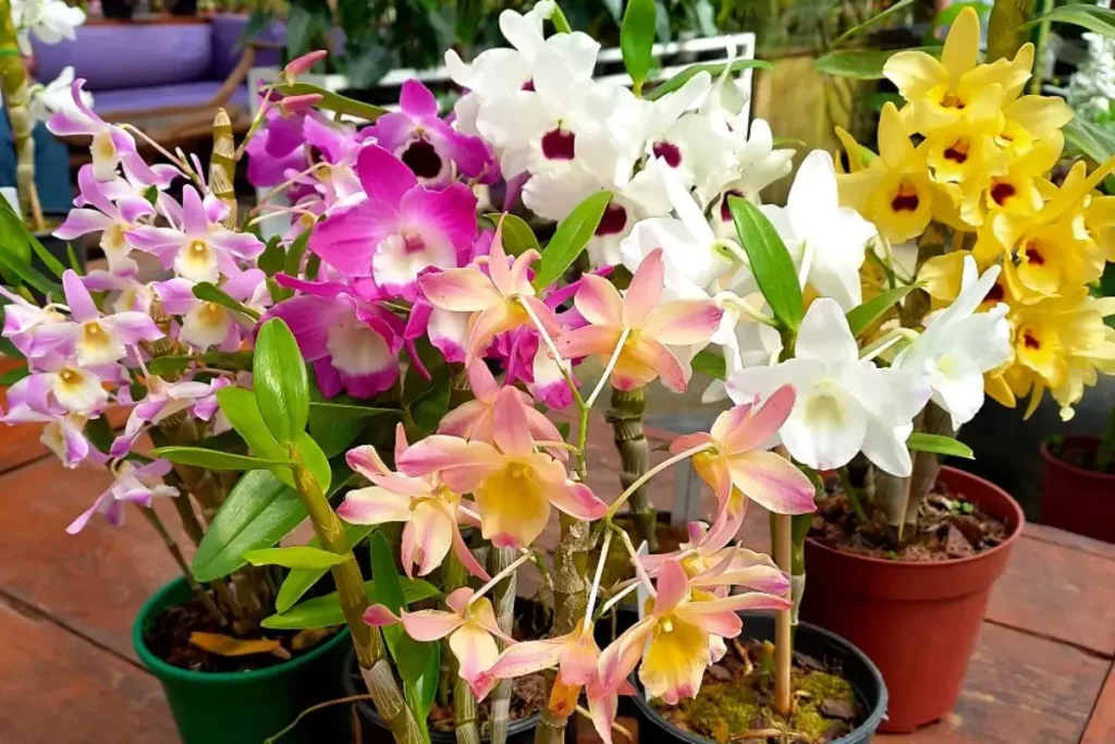 Orquídeas Dendrobium