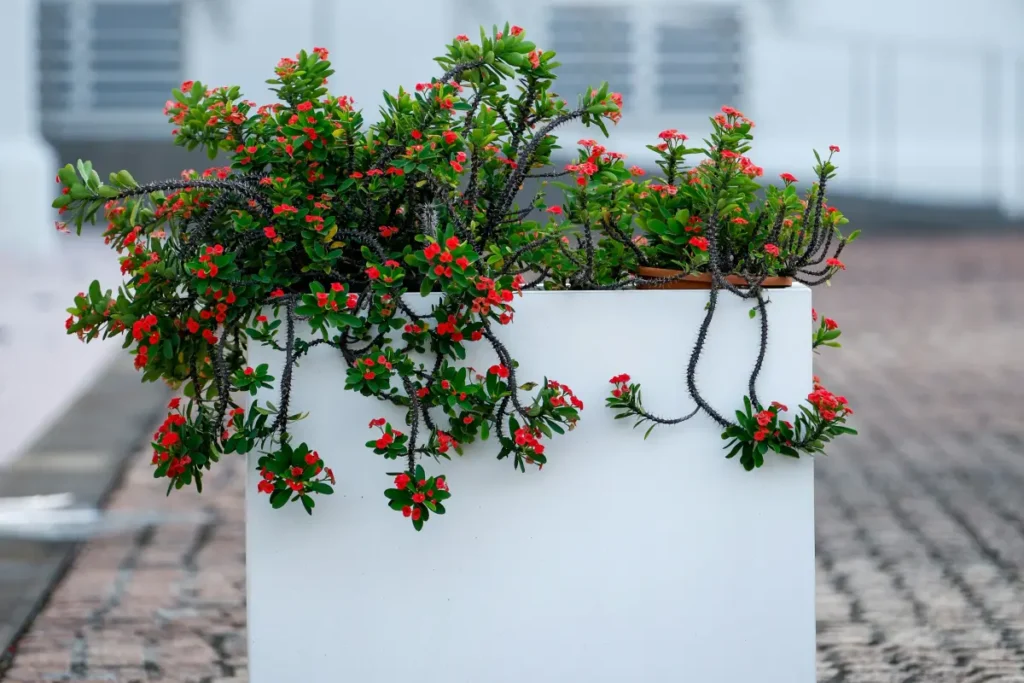 planta Coroa de Cristo em vaso branco quadrado