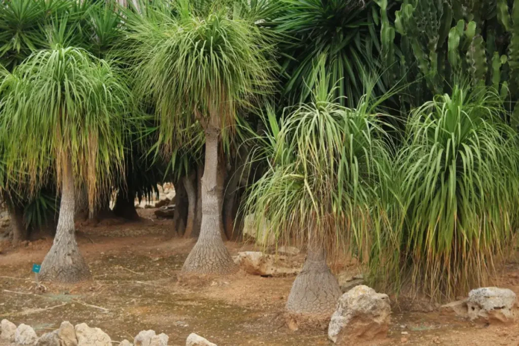 planta pata de elefante plantadas no chão