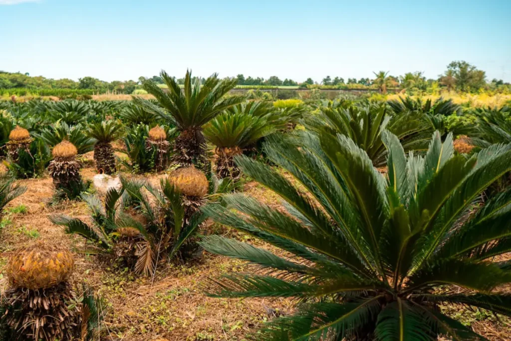 plantação de cycas