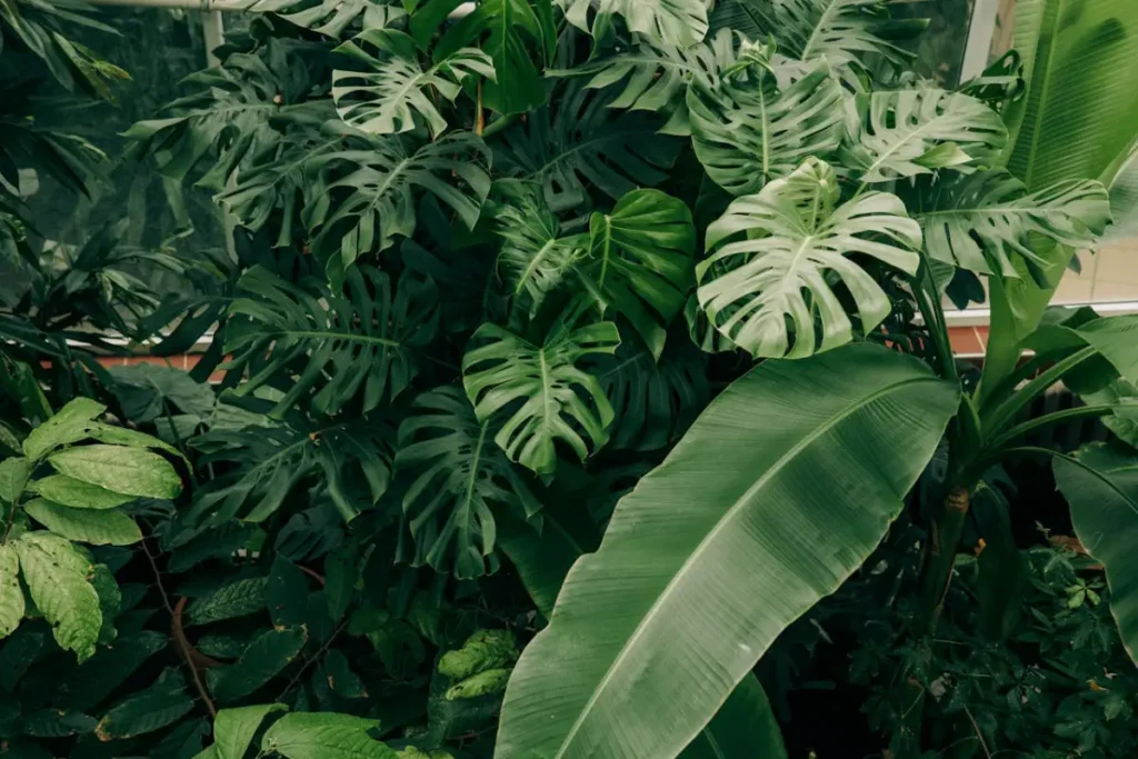 plantas combinadas com costela de adão