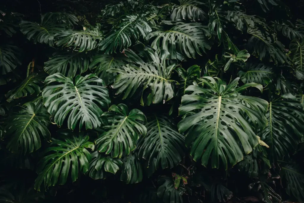 plantas costela de adão