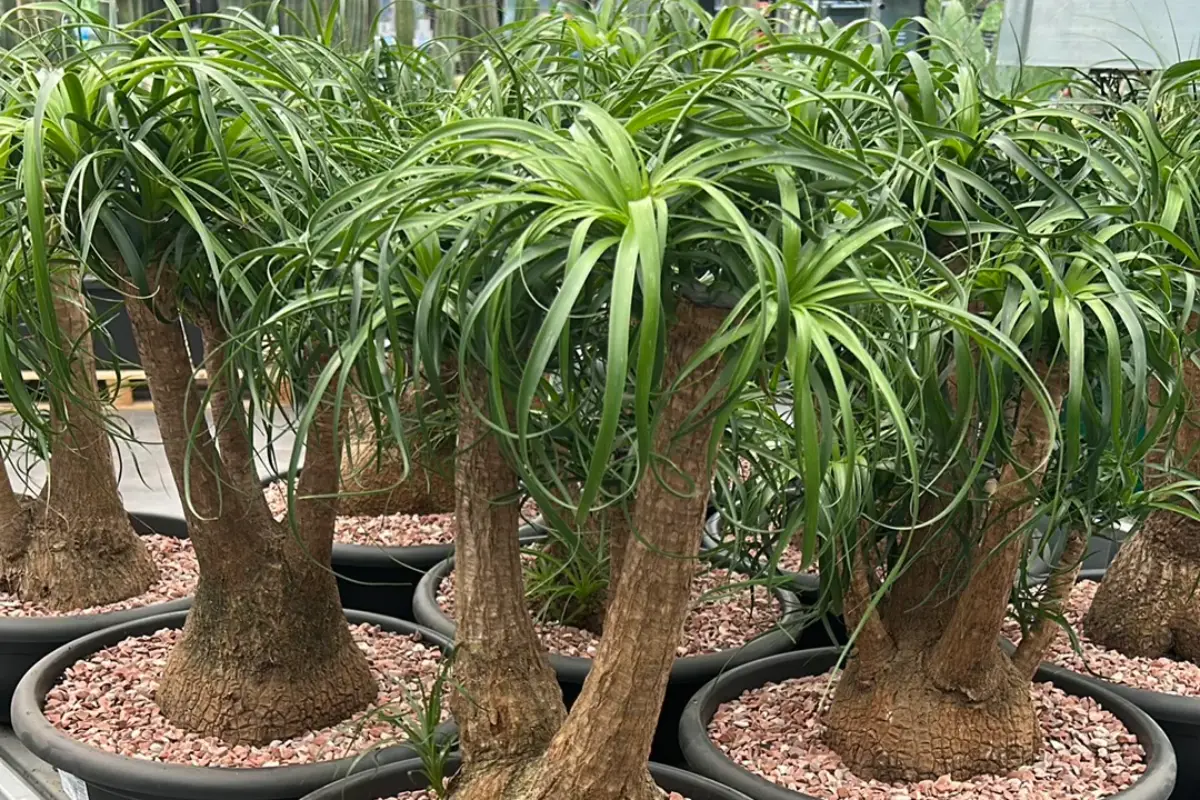 vasos com planta pata de elefante