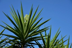 yucca gloriosa com o céu azul