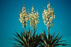 yucca com flores